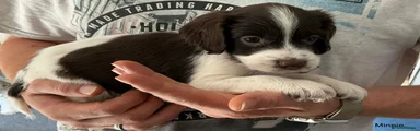 English Springer Spaniel 7 minnie