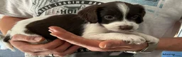 English Springer Spaniel dogs for sale: Beautiful springer spaniel puppies - Advert 6