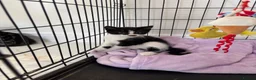 Mixed Breed cats for sale: Beautiful Little Black & White Boy - Advert 6