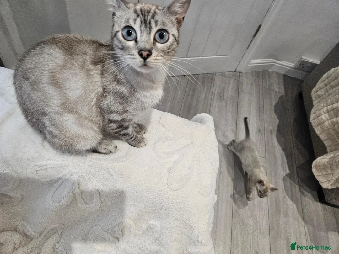 Bengal cats for sale: To male bengal s - Advert 1