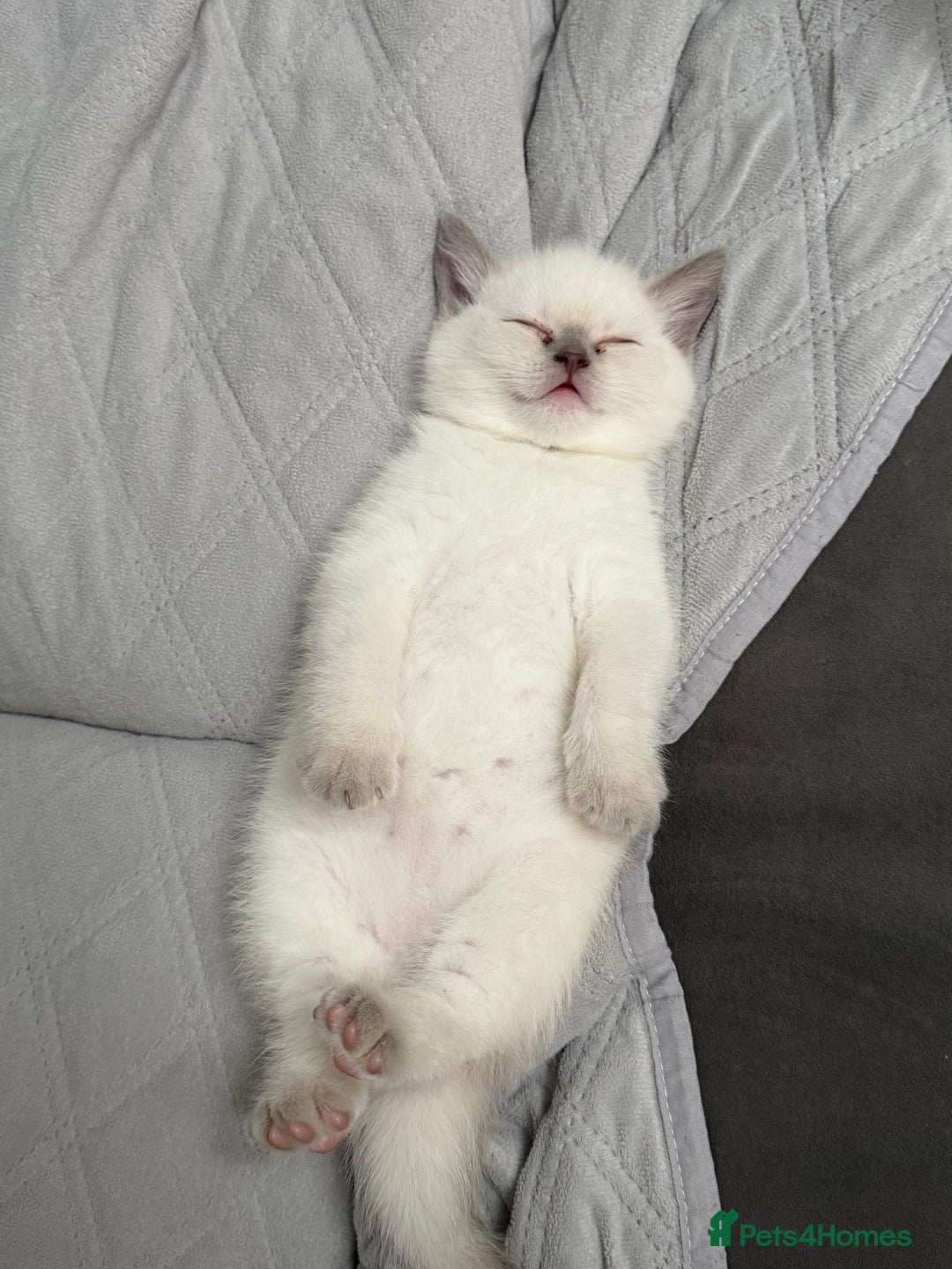 British Shorthair cats for sale: British Shorthair Ready for collection  - Advert 6