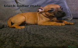 Staffordshire Bull Terrier dogs for sale: STUNNING KC RED STAFFORDSHIRE BULL TERRIER PUPS - Image 9