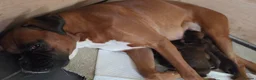Boxer dogs for sale: Red Boxer Puppies–Long Tails & Natural Bobtails in Romford - Advert 1