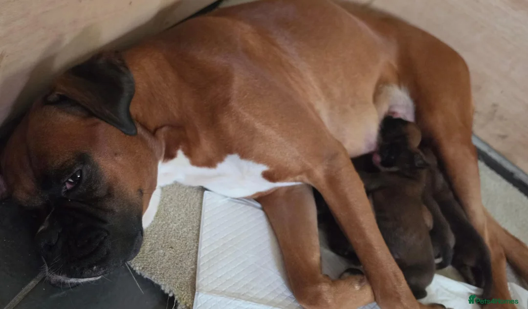 Boxer dogs for sale: Red Boxer Puppies–Long Tails & Natural Bobtails in Romford - Advert 1