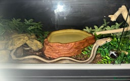 Snake reptiles for sale: Beautiful G-Stripe - Image 6