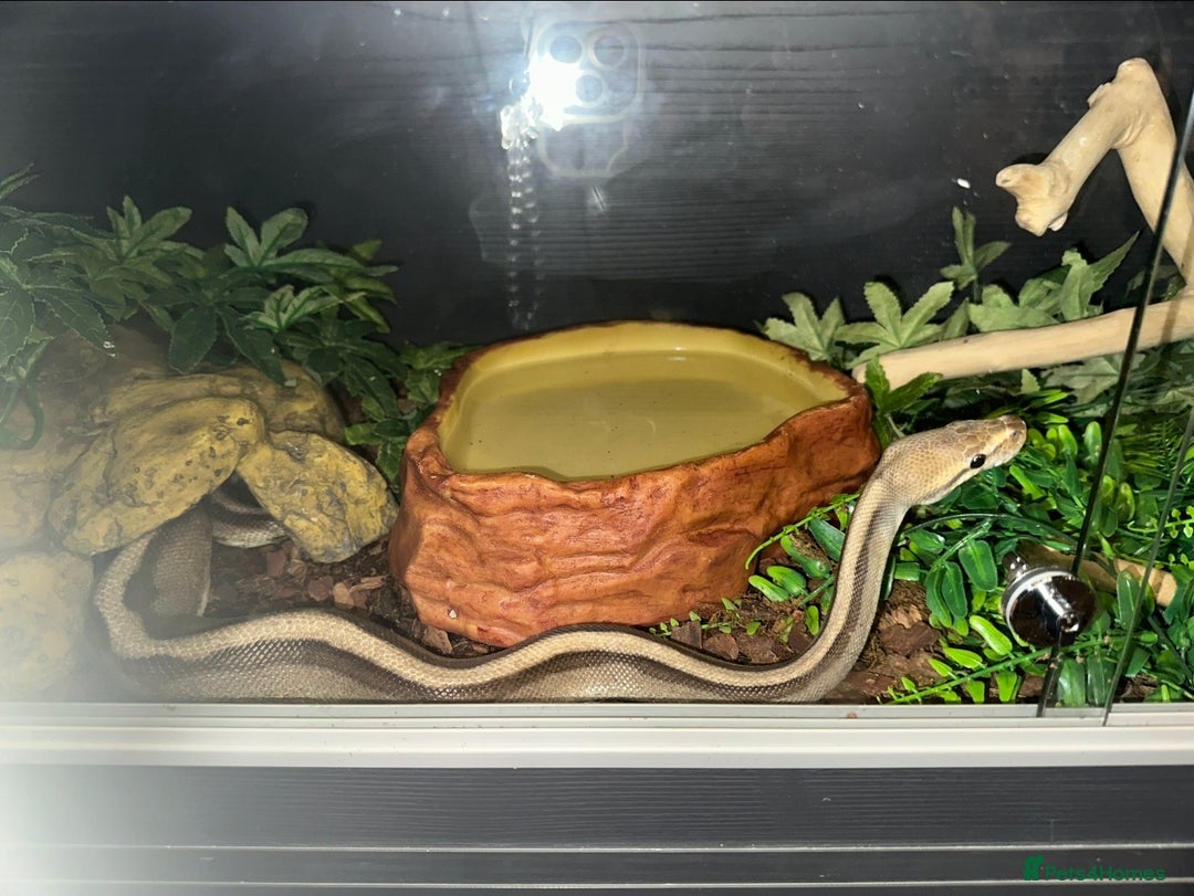 Snake reptiles for sale: Beautiful G-Stripe - Image 6