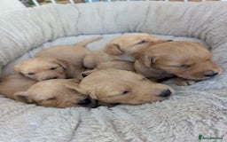 Golden Retriever dogs for sale: Beautiful Golden retriever puppies  - Image 7