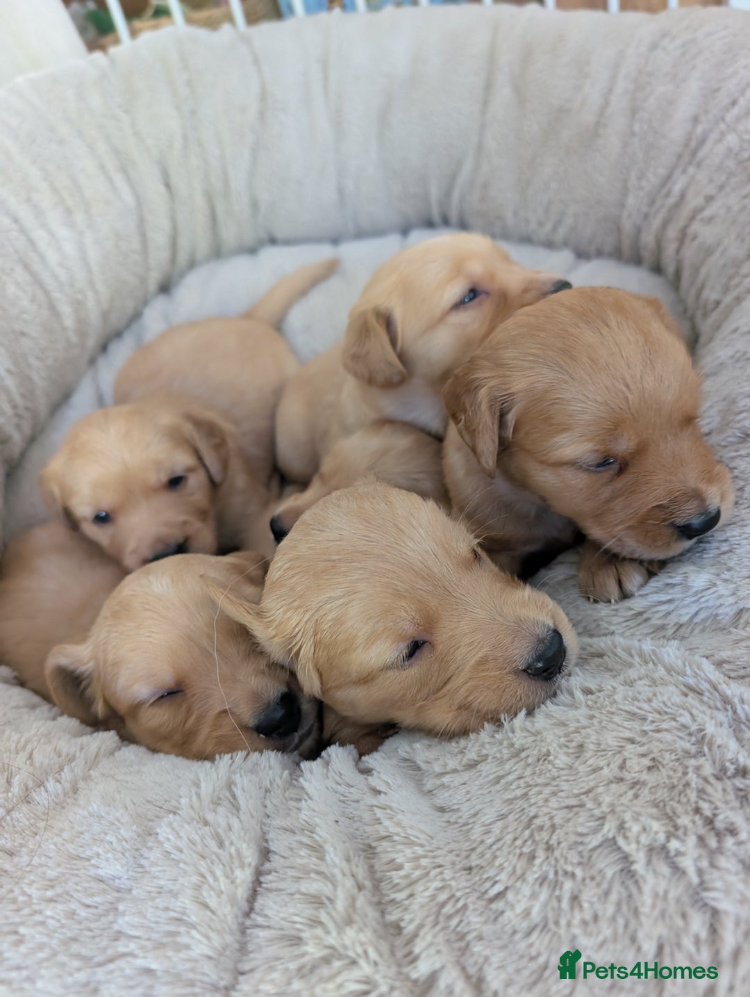 Golden Retriever dogs for sale: Beautiful Golden retriever puppies  - Image 7