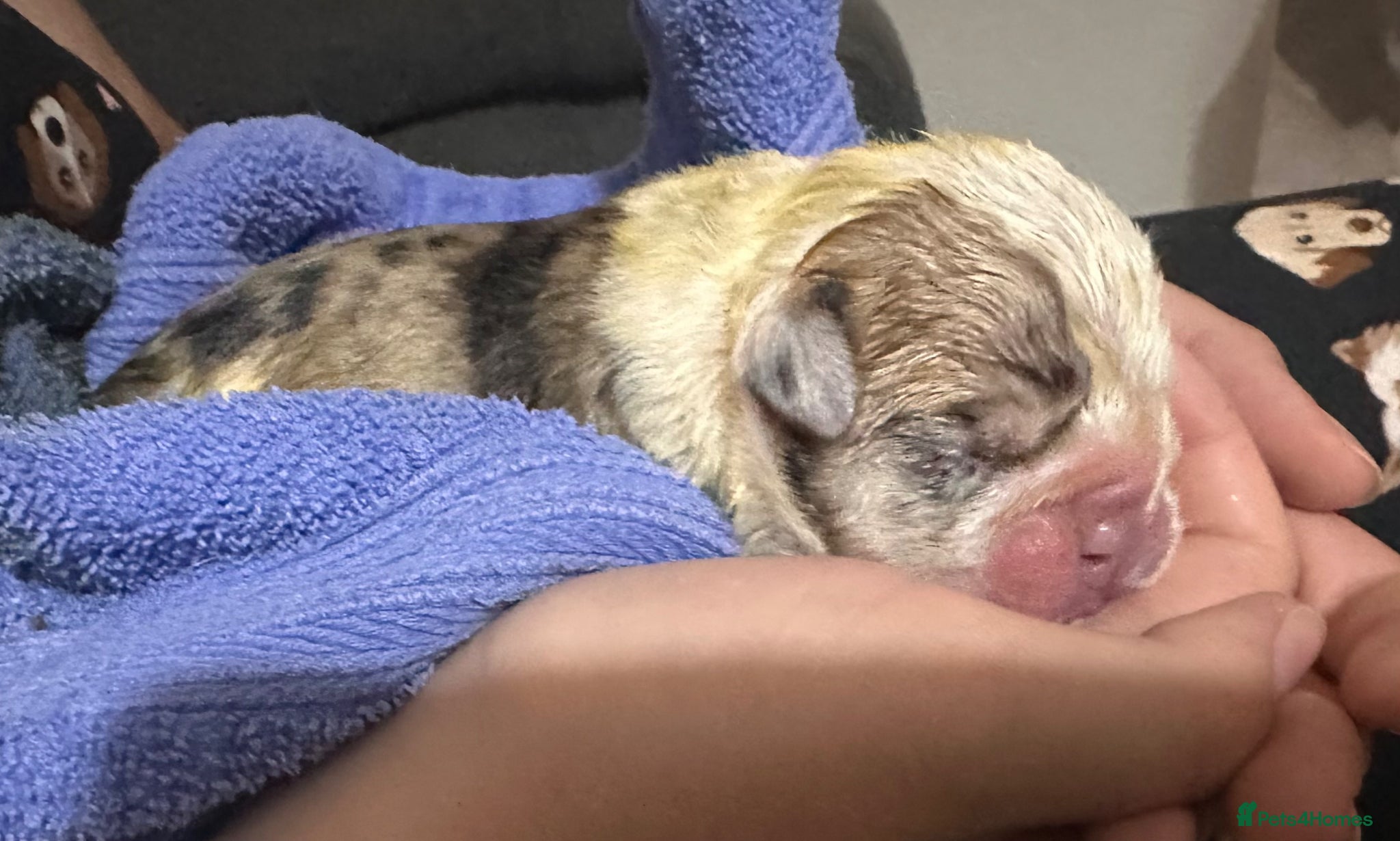 English Bulldog dogs for sale: 🐾 EXCEPTIONAL OLDE ENGLISH BULLDOG PUPPIES 🐾 - Advert 18