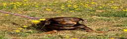 Miniature Dachshund dogs for sale: Stunning Miniature Dachshund  - Advert 6