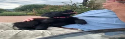 Flat coated Retriever dogs for sale: Flat coated pups ready 24/07 - Advert 4