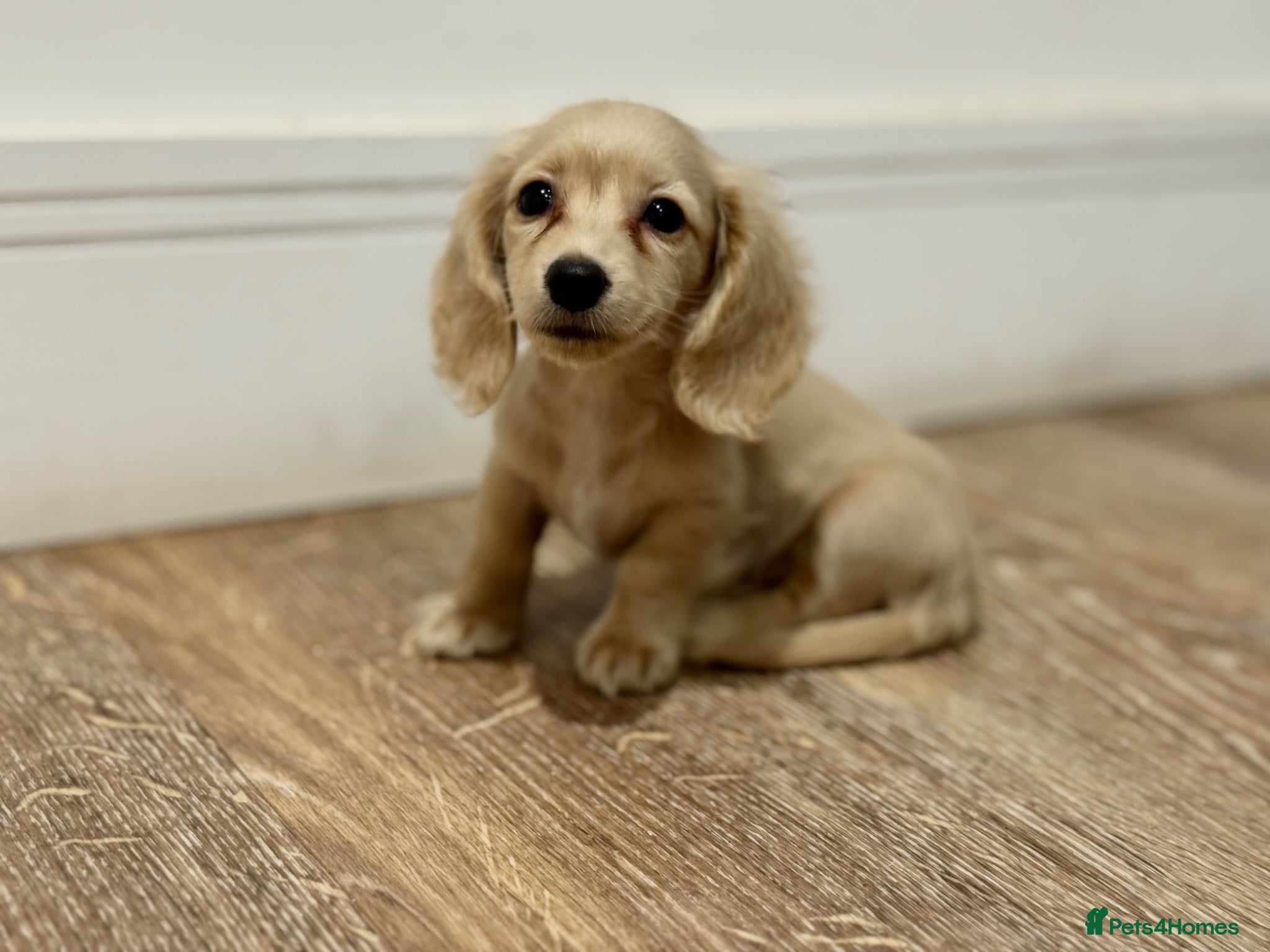 Miniature Dachshund dogs for sale: Cream & Shaded Cream KC Mini Dachshunds  - Advert 1