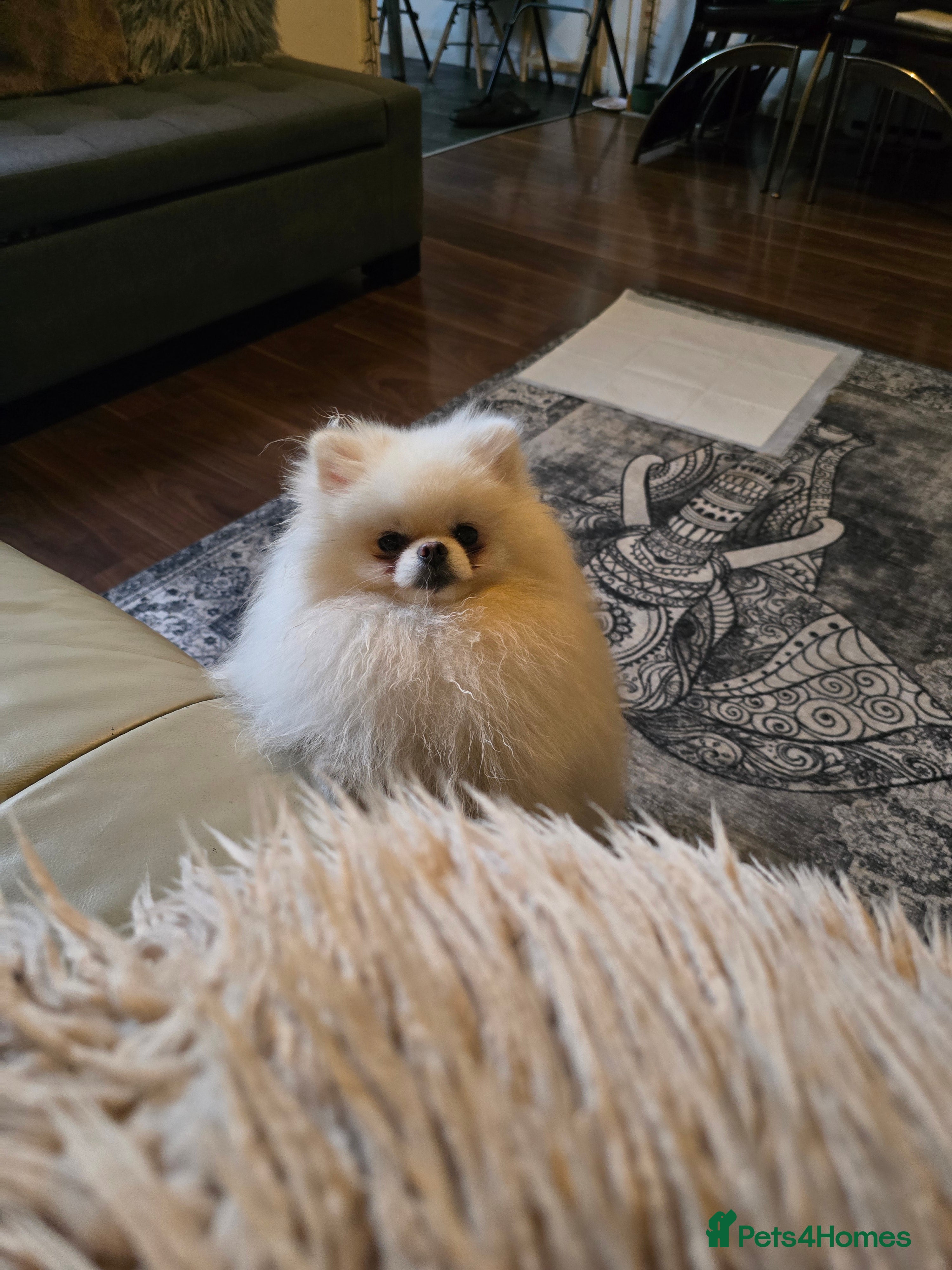 Pomeranian dogs BEAUTIFUL KC REG.KOREAN POM.BOY OPEN FOR STUD💙 in Bolton - Advert 1