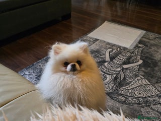 Pomeranian dogs in Bolton - Advert 30