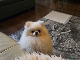 Pomeranian dogs BEAUTIFUL KC REG.KOREAN POM.BOY OPEN FOR STUD💙 in Bolton - Advert 16