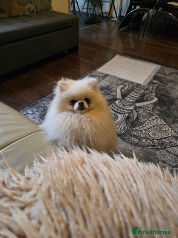 Pomeranian dogs in Bolton - Advert 1