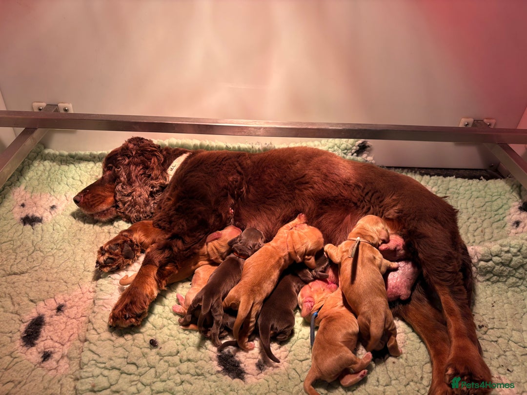 Cocker Spaniel dogs for sale: 🧡🤎 Show Cocker Spaniel Puppies For Sale - Image 5
