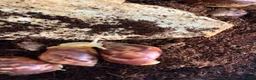 Snails invertebrates for sale: Giant African albino land snails  - Advert 7