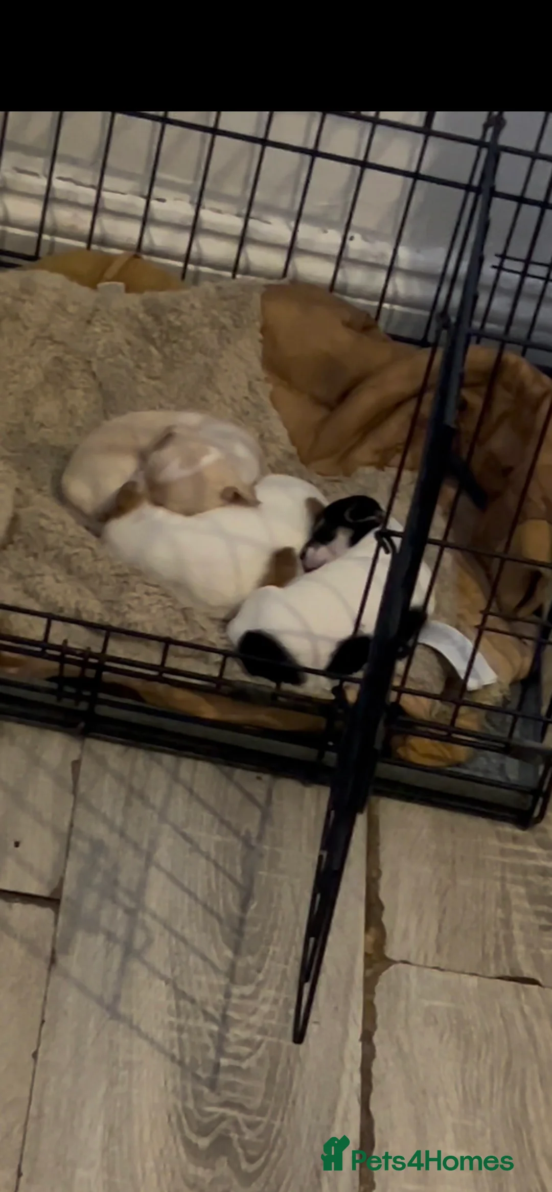 Chihuahua dogs for sale: Chihuahua Puppy Boy🤍🤎 - Advert 2