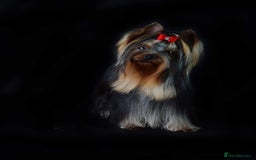 Yorkshire Terrier dogs for sale: Yorkshire Terrier Puppies – Ready 24 Dec - Image 14