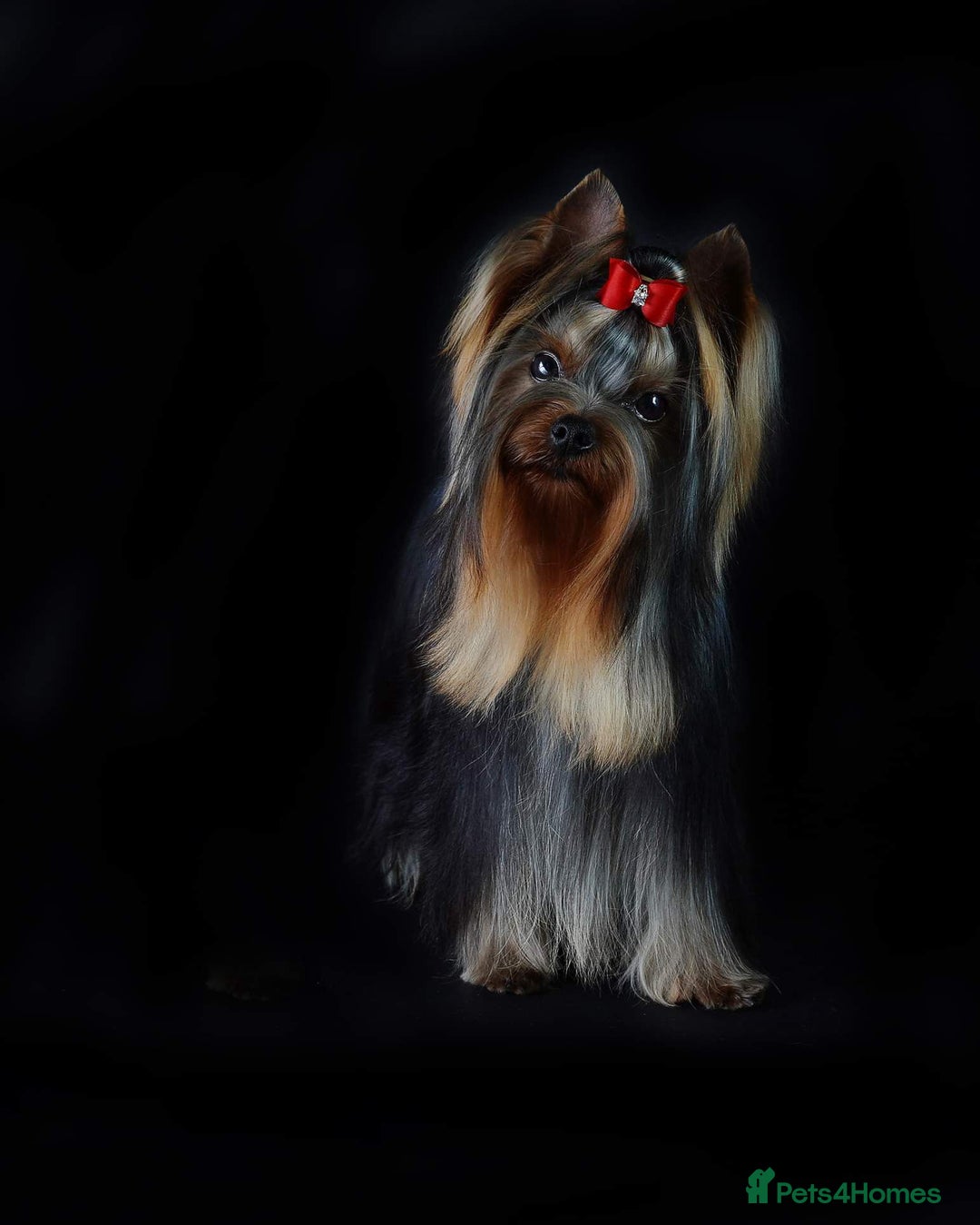 Yorkshire Terrier dogs for sale: Yorkshire Terrier Puppies – Ready 24 Dec - Image 14