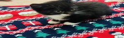 Mixed Breed cats for sale: Kittens mix - Advert 5