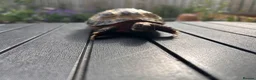 Tortoise reptiles for sale: Male? Horsfield Tortoise & Indoor set up Paid £350 - Advert 5