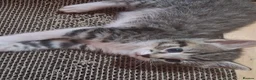 Ragdoll cats for sale: 5 ragdoll cross kittens  - Advert 14