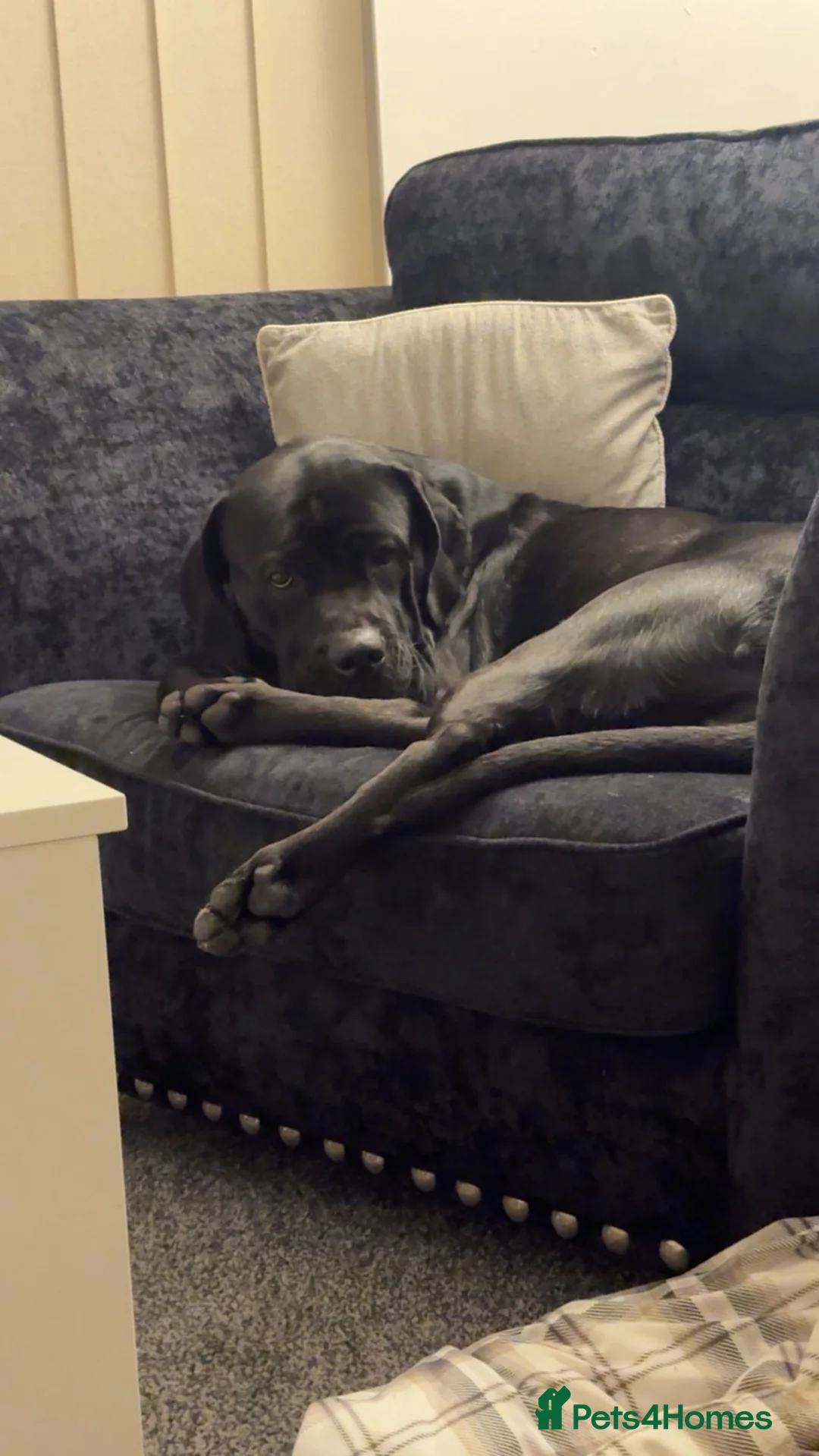 Cane Corso dogs for sale: Luna - Cane Corso - Rehoming in Grimsby - Advert 2