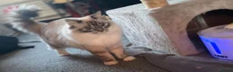 Ragdoll cats for sale: Ragdoll Lynx  in South Croydon - Advert 2