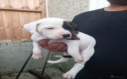American Bulldog dogs for sale: Amercian Bulldog Pups 🐾  - Image 14
