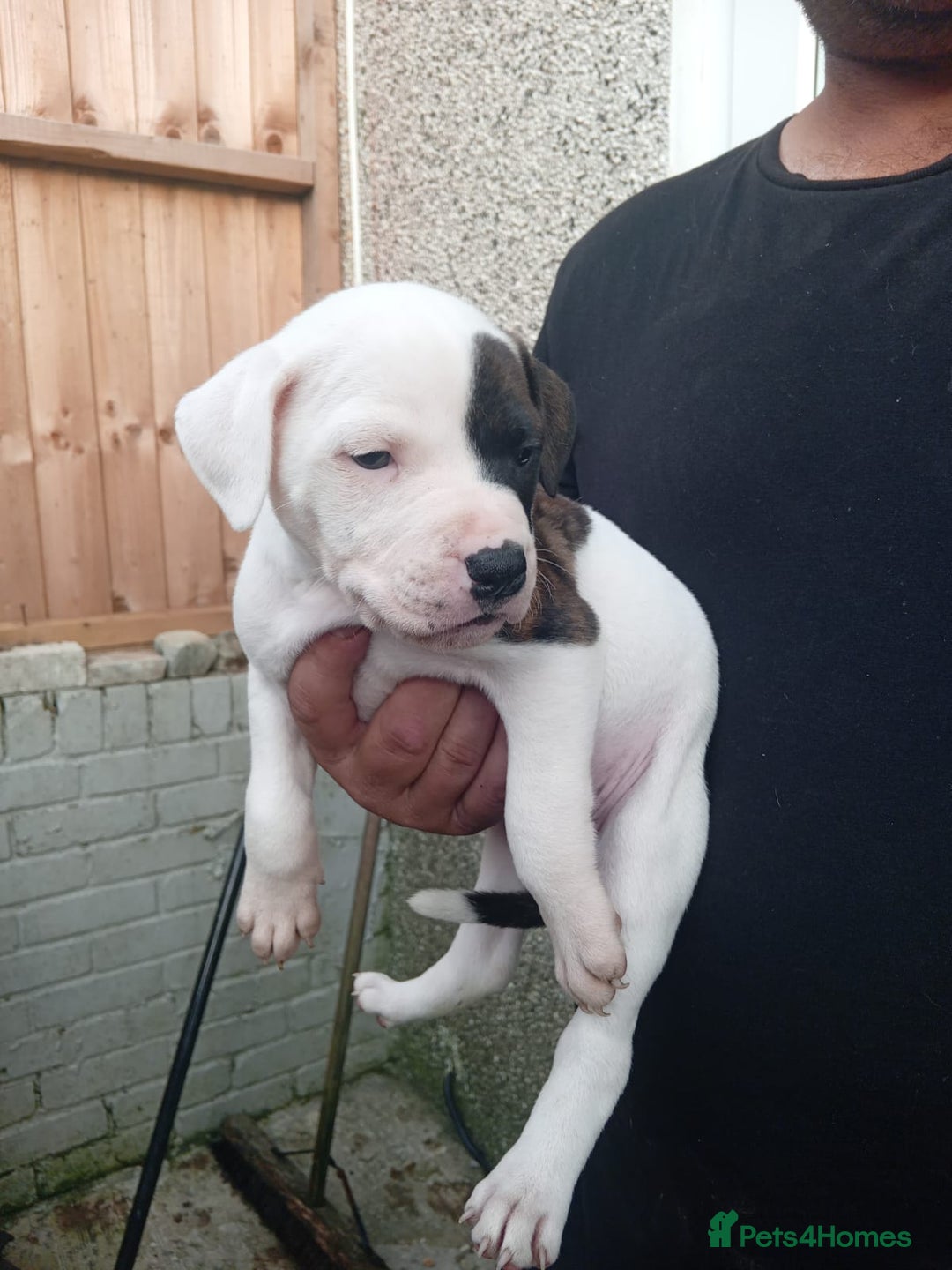 American Bulldog dogs for sale: Amercian Bulldog Pups 🐾  - Image 14