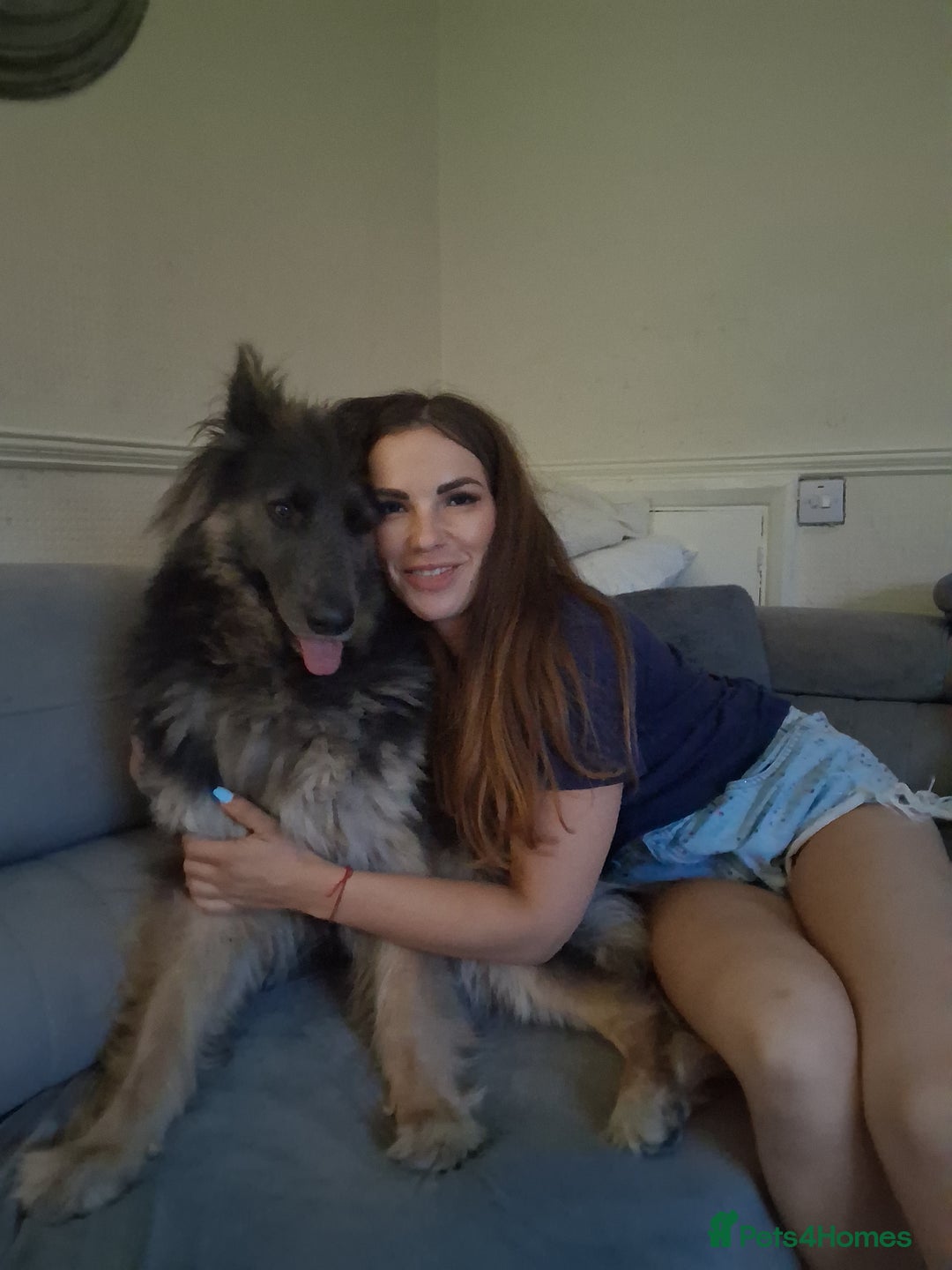 German Shepherd dogs for sale: Beautiful  German Shepherd  - Advert 2