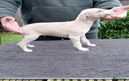 Whippet dogs for sale: STUNNING LITTER OF KC REGISTERED WHIPPET PUPPIES  - Image 11