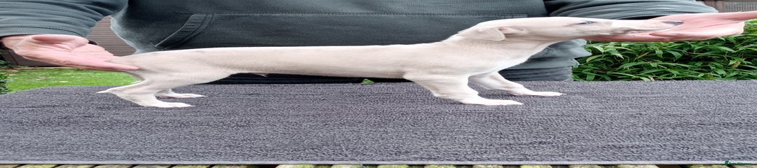 Whippet Puppy 1