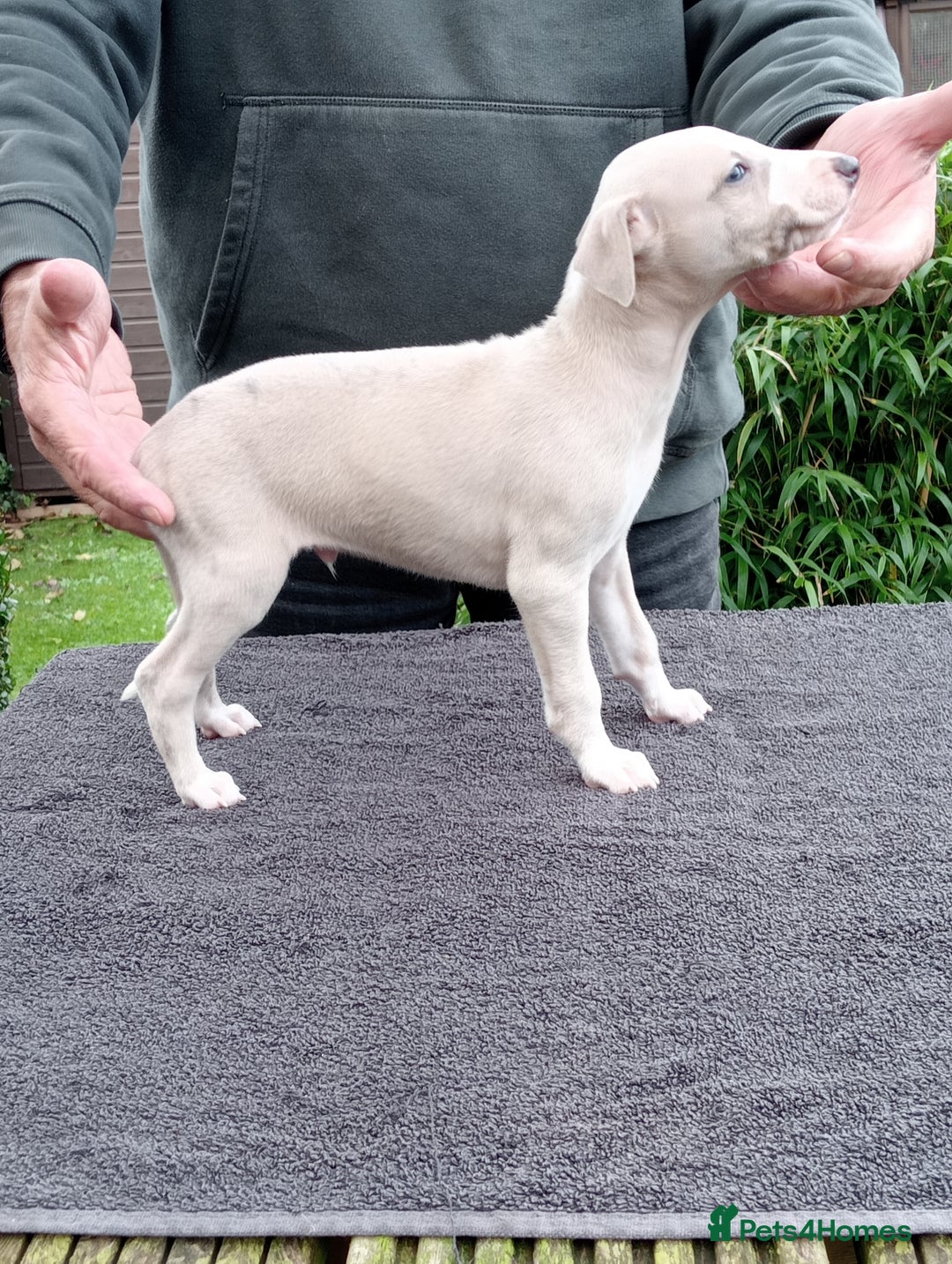 Whippet dogs for sale: STUNNING LITTER OF KC REGISTERED WHIPPET PUPPIES  - Image 11