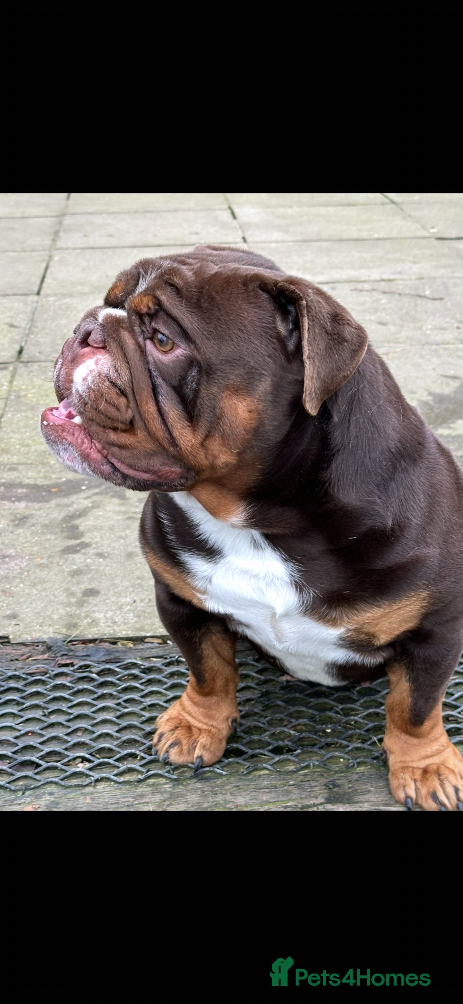 English Bulldog dogs Proven chocolate KC registered  - Advert 1