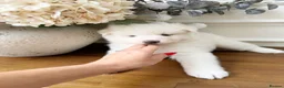 Pomsky dogs for sale: Stunning Blue Eyed Pomskies in London - ready  - Advert 15