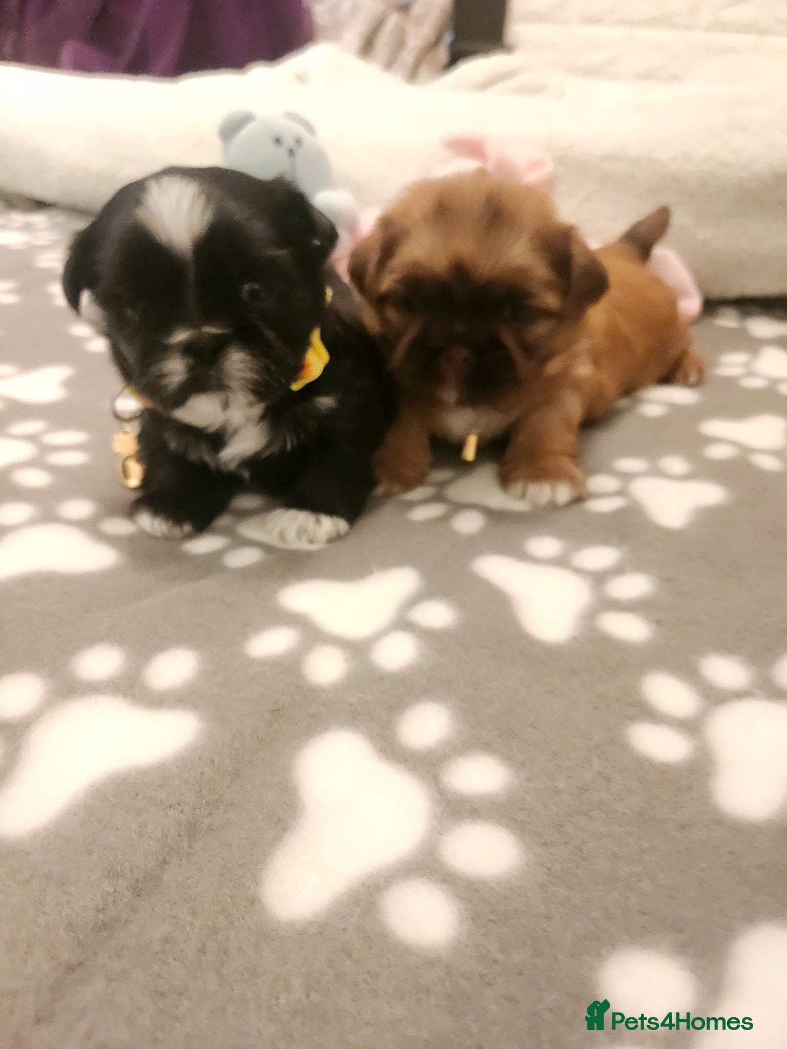 Shih Tzu dogs Shih tzu puppies imperial line  - Advert 5