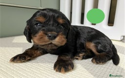 Cavapoo dogs for sale: F1 Cavapoo Puppies from Heath Tested Parents - Image 6