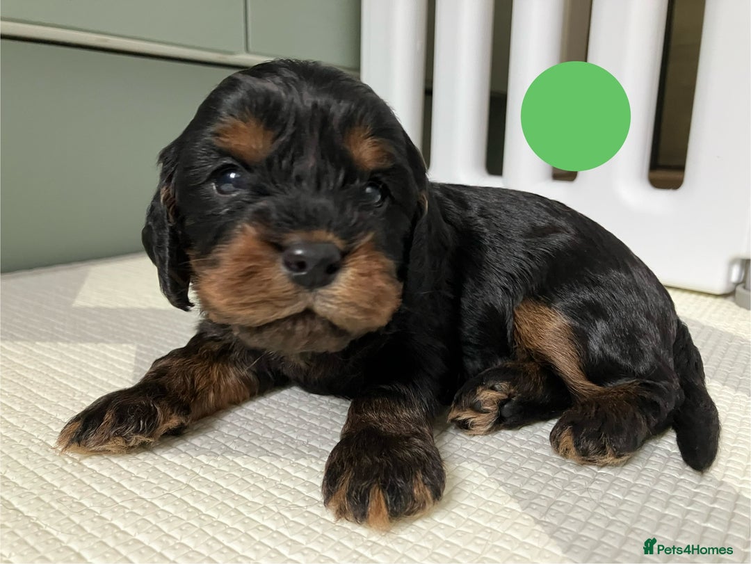 Cavapoo dogs for sale: F1 Cavapoo Puppies from Heath Tested Parents - Image 6