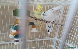 Cockatiels birds for sale: Male and Female Cockatiel - Advert 4