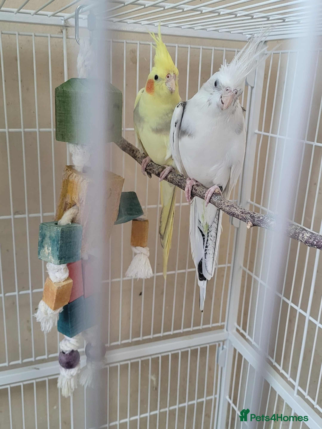 Cockatiels birds for sale: Male and Female Cockatiel - Advert 4