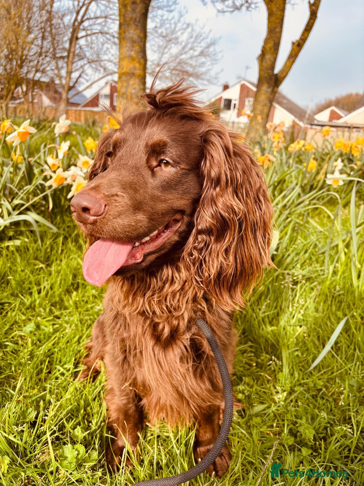 Sprocker dogs Rolo – Chocolate Working Cocker Spaniel Stud🐾  - Advert 6