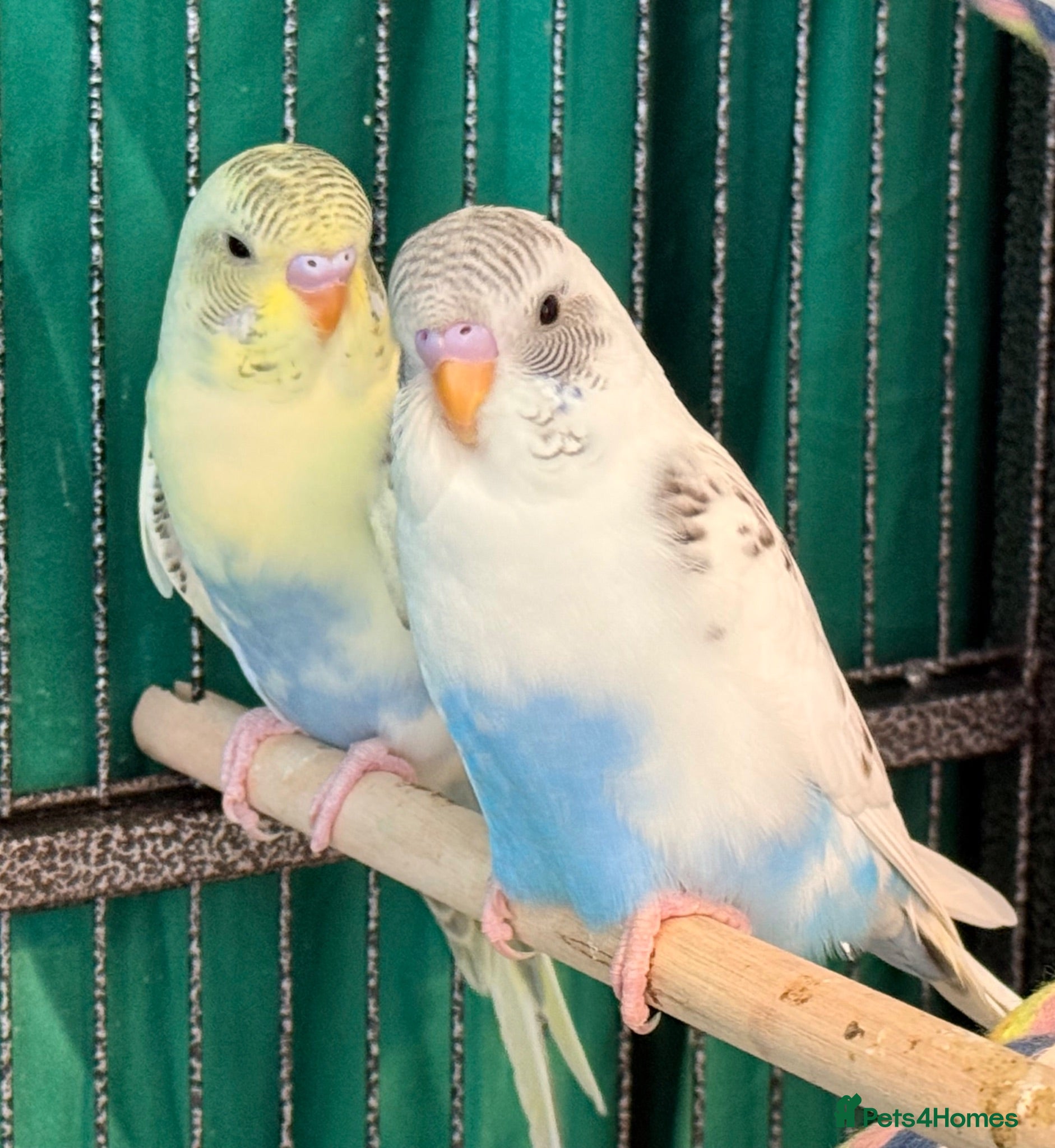 Budgerigars birds Pair bonded 9 week old baby budgies   - Advert 1