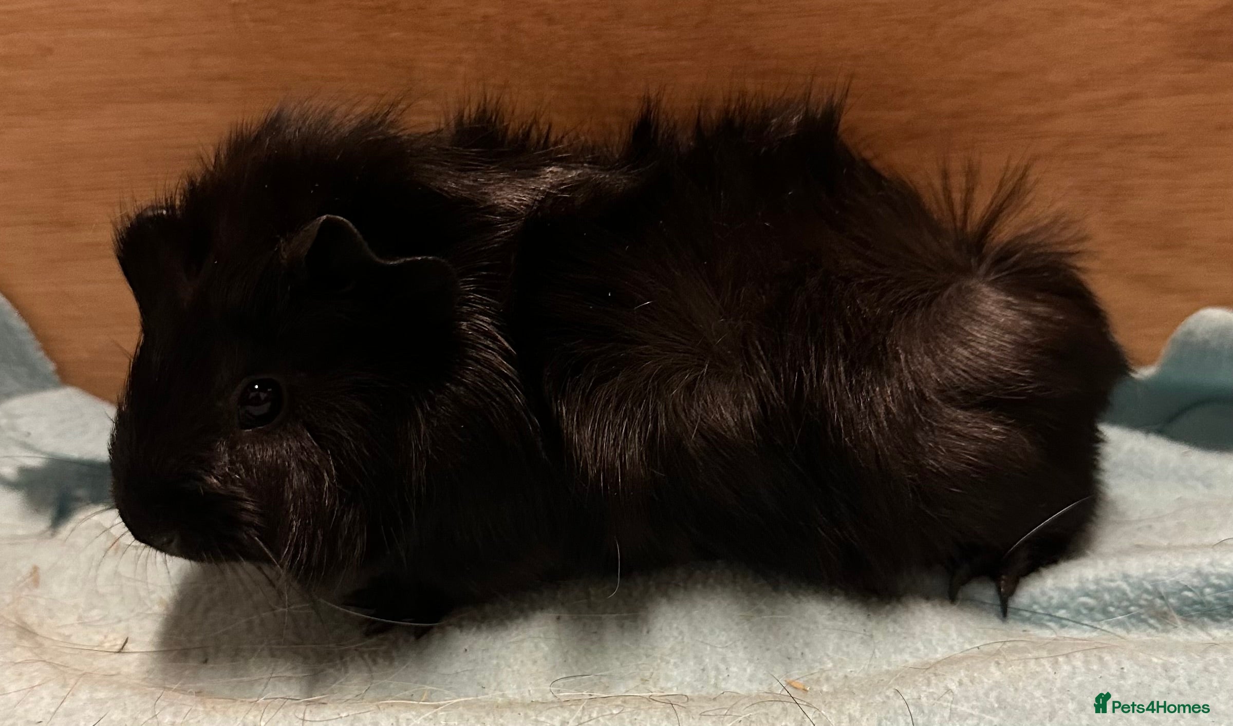 Guinea Pig rodents Baby girls and boys available and some older sows  - Advert 1