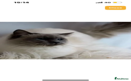 Ragdoll cats for sale: Ragdoll kittens ready the 15th September - Image 8