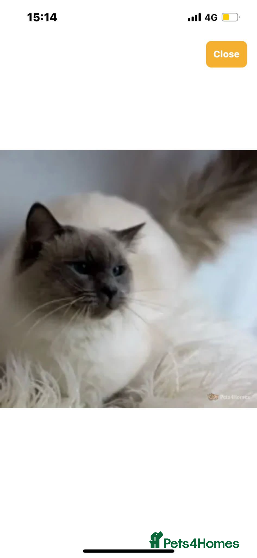 Ragdoll cats for sale: Ragdoll kittens ready the 15th September - Image 8