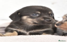Dachshund dogs for sale: Cutest fluffy puppies - Image 7