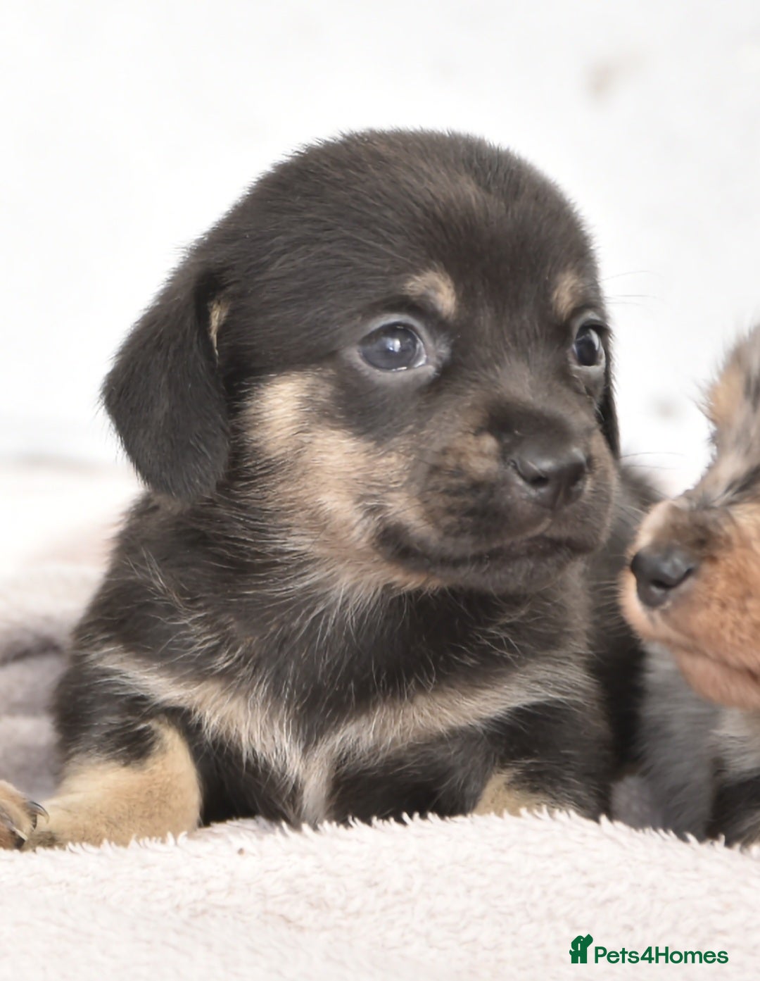 Dachshund dogs for sale: Cutest fluffy puppies - Image 7